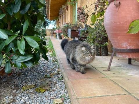 Aurora 2-Bed Cottage - Sleeps 4 - Montseny Park Arbúcies Esterno foto